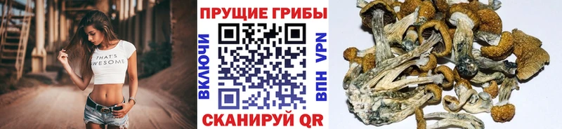 blacksprut зеркало  Нарткала  Псилоцибиновые грибы Psilocybe 