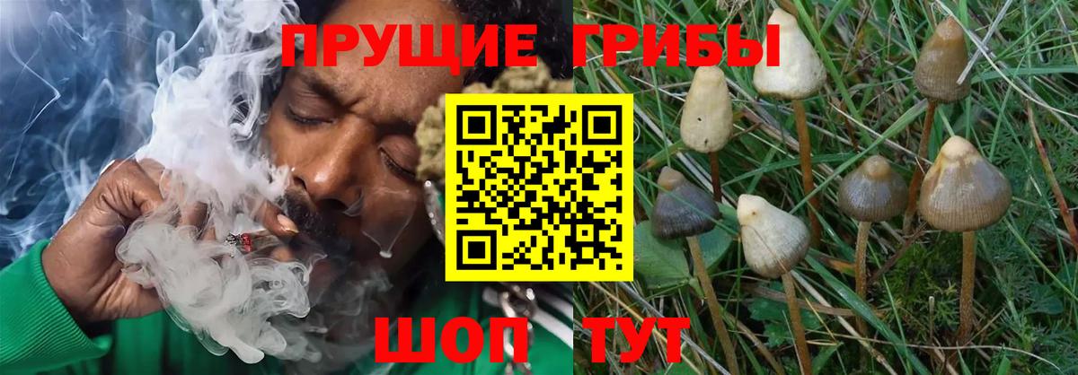 Нарткала  Псилоцибиновые грибы MAGIC MUSHROOMS  Вход с VPN 